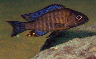 Aulonocara ethelwynnae